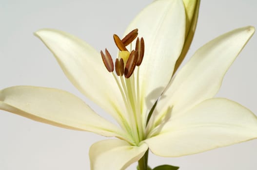 lily  hybrid  Lilies