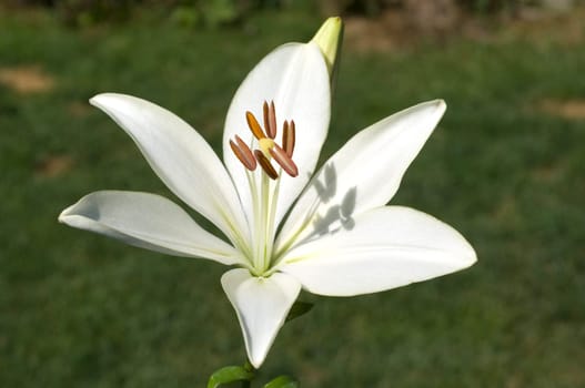 lily  hybrid  Lilies