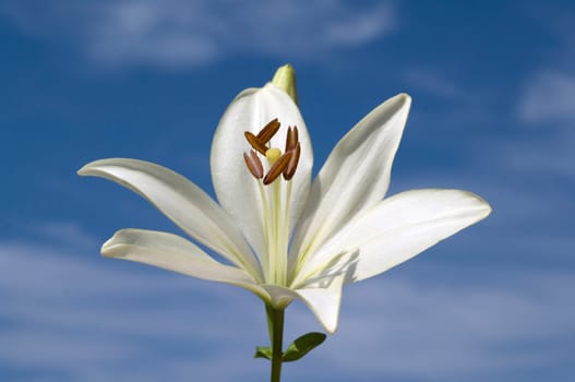 lily  hybrid  Lilies