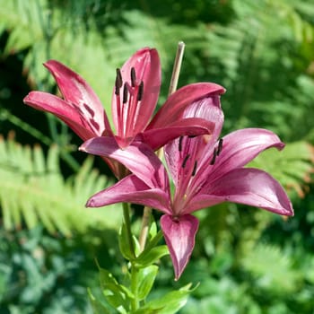 lily  hybrid  Lilies
