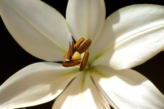 lily  hybrid  Lilies