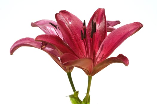 lily  hybrid  Lilies