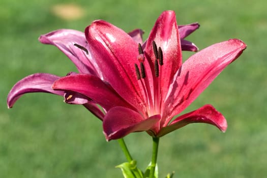 lily  hybrid  Lilies