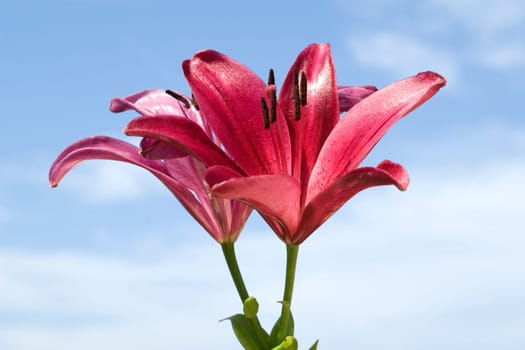 lily  hybrid  Lilies