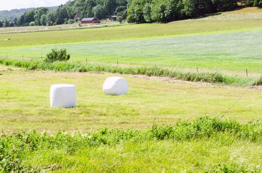 one field with many white pack ensilage
