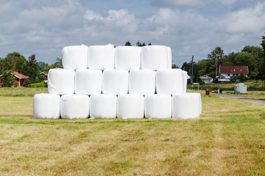 many ensilage i standing on rhe field