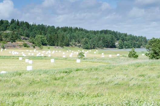 one field with many white pack ensilage