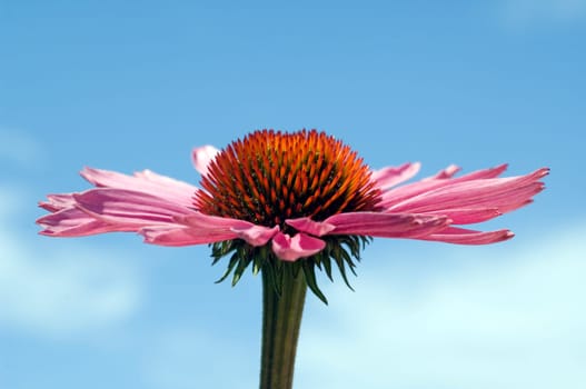 Roter Sonnenhut  Echinacea  purpurea