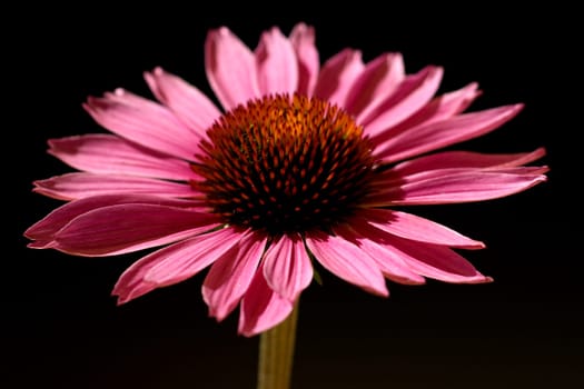 Roter Sonnenhut  Echinacea  purpurea