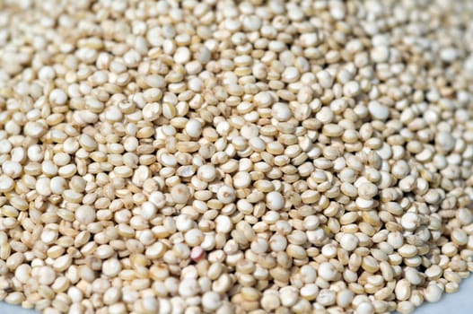 Quinoa  chenopodium