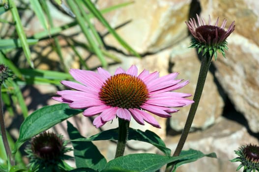 Roter Sonnenhut  Echinacea  purpurea