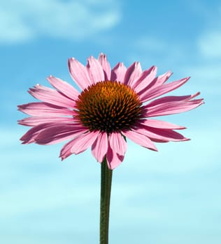 Roter Sonnenhut  Echinacea  purpurea