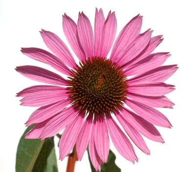 Roter Sonnenhut  Echinacea  purpurea