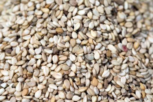 Sesamsamen  Sesam  Sesamum indicum