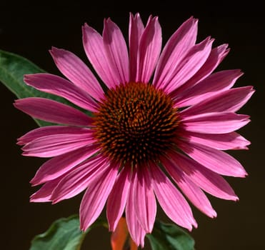 Roter Sonnenhut  Echinacea  purpurea