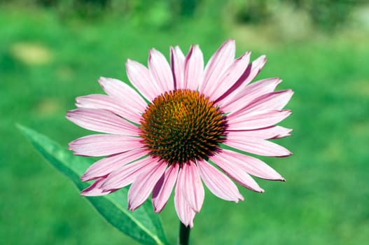Roter Sonnenhut  Echinacea  purpurea