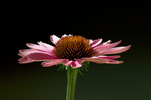 Roter Sonnenhut  Echinacea  purpurea