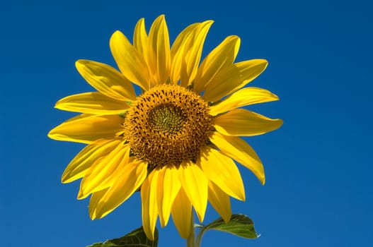 Sonnenblume  Helianthus  annuus