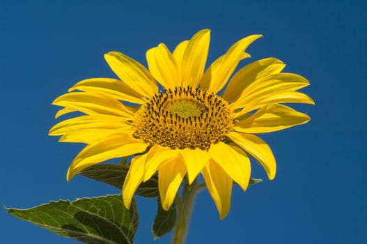 Sonnenblume  Helianthus  annuus