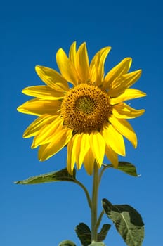 Sonnenblume  Helianthus  annuus