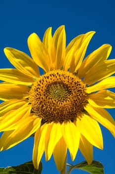 Sonnenblume  Helianthus  annuus