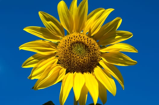 Sonnenblume  Helianthus  annuus