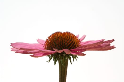 Roter Sonnenhut  Echinacea  purpurea