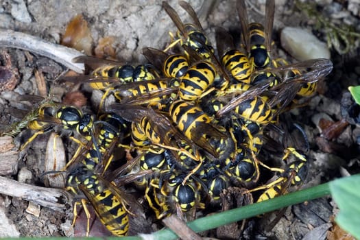 Wespe  Vespula  germanica  Wespen