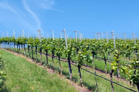 Weinberge, Weinterrassen, Kaiserstuhl