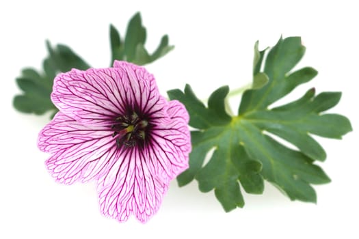 Storchschnabel  Geranium  cinereum