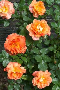 Westerland, Strauchrose