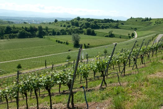 Weinberge, Weinterrassen, Kaiserstuhl