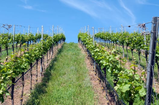 Weinberge, Weinterrassen, Kaiserstuhl