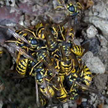 Wespe  Vespula  germanica  Wespen