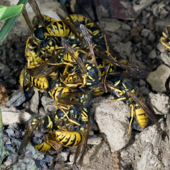 Wespe  Vespula  germanica  Wespen