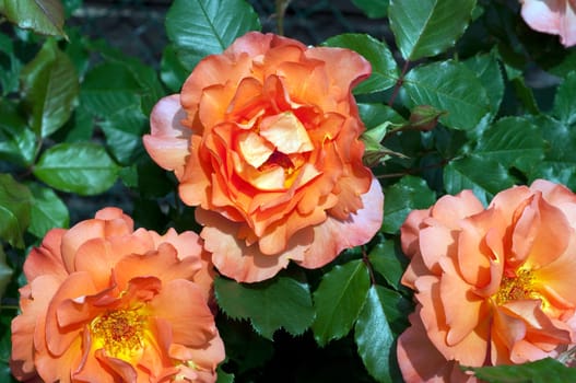 Westerland, Strauchrose