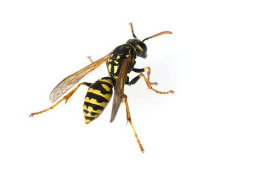 Wespe  Vespula  germanica