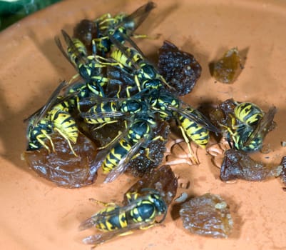 Wespe  Vespula  germanica  Wespen