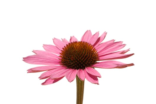 Roter Sonnenhut  Echinacea  purpurea