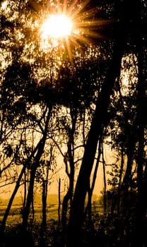 Sunset starburst and silhoetted trees of a forest
