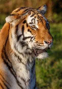 Beautiful big  tiger wild cat with striped fur and long whiskers