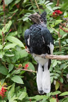 Hornbill Bird with a long beak and black feathers