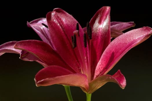 lily  hybrid  Lilies