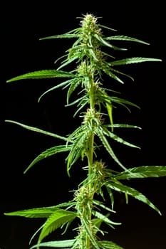 Hanfbluete, weiblich, hanf, cannabis, indica