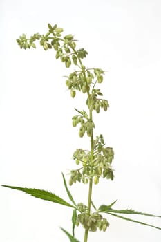 Hanfbluete, maennlich, hanf, cannabis, indica, sativa