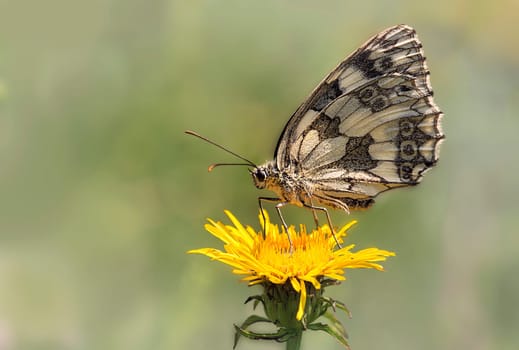 Chessboard butterfly