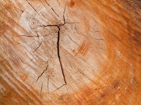 format-filling view of the annual rings with cracks of a freshly felled tree