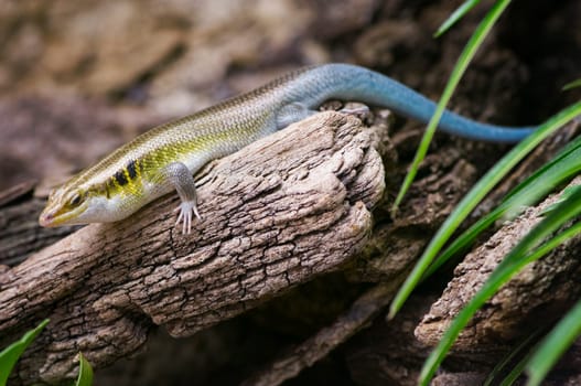 side full-body view of a blue-tailed skink sitting on a dry branch against a fuzzy natural background