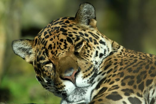 Jaguar