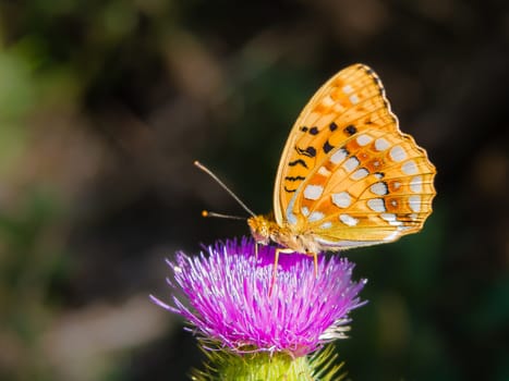 Orange butterfly Great Spangled Fririllary, Speyeria cybele, Nymphalidae family feeding on purple thistle